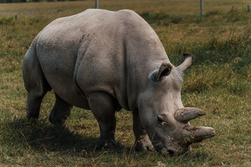 Naklejka premium Fatu - one of the last two northern white rhinos at the Ol Pejeta Conservancy in Kenya