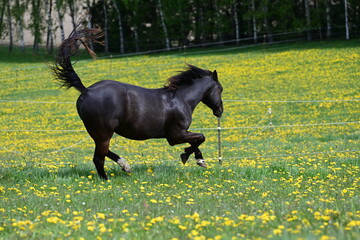 Im Galopp auf die Weide. Schöne Pferde laufen auf der blühenden Wiese
