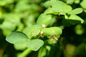 The wasp sits on a pink blossom.
