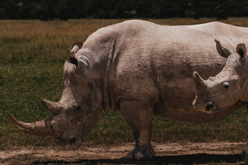 Fototapeta premium Southern white rhino in natural habitat, Ol Pejeta Conservancy