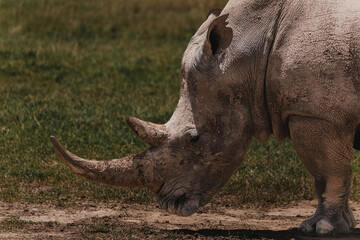 Southern white rhino in natural habitat, Ol Pejeta Conservancy