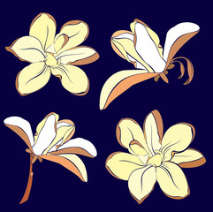 Magnolia flower blooming art. Hand drawn realistic detailed vector illustration.
