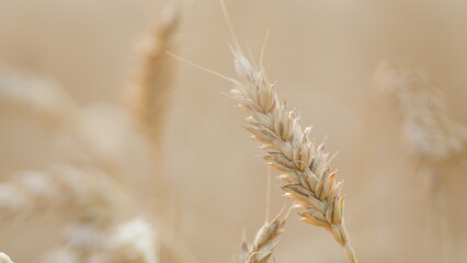 Fototapeta premium Glow of sun on beautiful vast yellow field of ripe wheat plants. Field of golden wheat swaying. Ads. Close up.