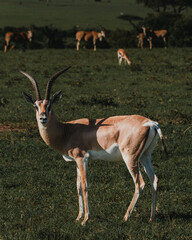 Alert Thomson's gazelle in expansive Kenyan savannah