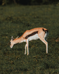 Two Grant's gazelles stride across Kenyan grassland
