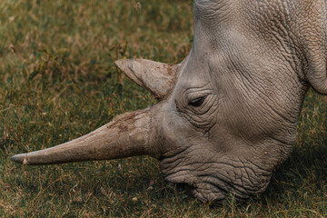 Najin one of the last two northern white rhinos at the Ol Pejeta Conservancy in Kenya