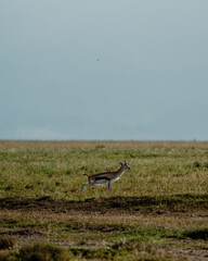 Alert Thomson's gazelle in expansive Kenyan savannah