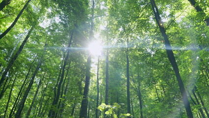 Beautiful sun shine in sunny early autumn deciduous forest. Time lapse.