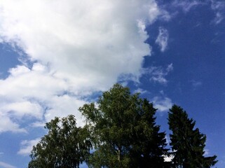 Sky and trees, big white cloud