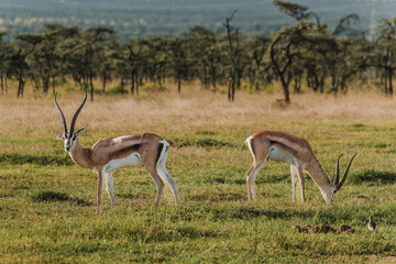 Two Grant's gazelles stride across Kenyan grassland