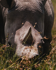 Najin one of the last two northern white rhinos at the Ol Pejeta Conservancy in Kenya