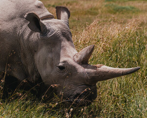 Najin one of the last two northern white rhinos at the Ol Pejeta Conservancy in Kenya © _mishamartin
