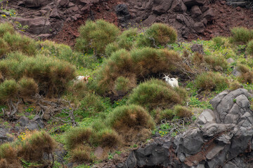 volcanic landscape on the island of Stromboli