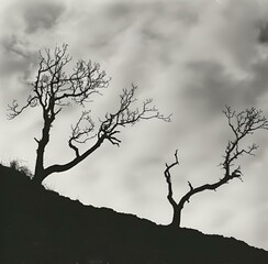 AI generated illustration of trees with cloudy sky in the backdrop
