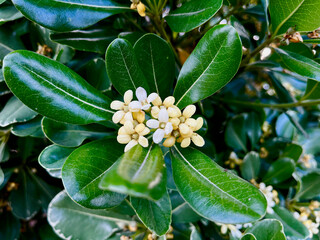 Fototapeta premium Japanese Cheesewood Flowers with Leaves
