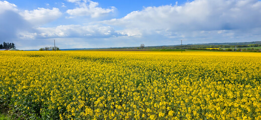 A rapeseed field on a sunny day