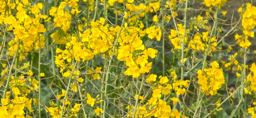 Obraz premium A rapeseed field on a sunny day