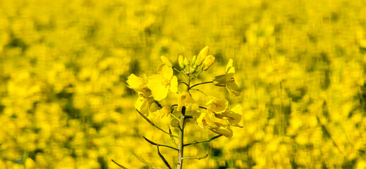 Obraz premium A rapeseed field on a sunny day