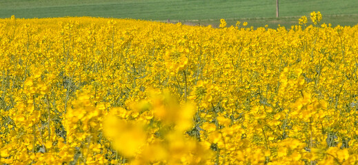 A rapeseed field on a sunny day