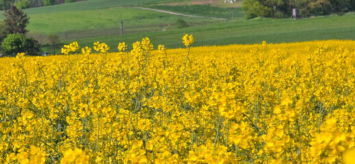 A rapeseed field on a sunny day