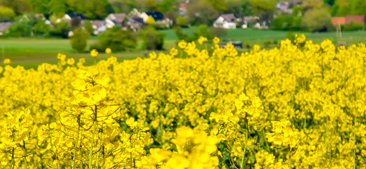 Fototapeta premium A rapeseed field on a sunny day