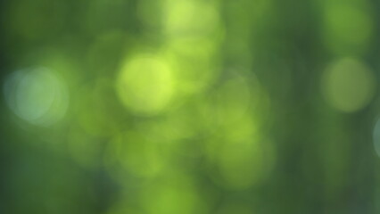 Nature abstract background. Natural green leaves plants using as spring background. Blur.