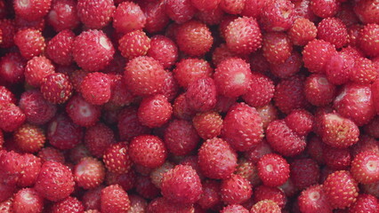 Ripe wild red strawberries. Harvested fresh berry. Close up.