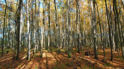 Orange autumn leaves background. Orange and yellow leaves. Pan.