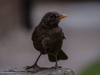 blackbird on a fence