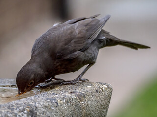 blackbird