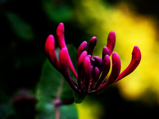 Honeysuckle
