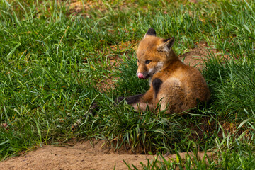 Red foxes hanging out near their den in New Jersey