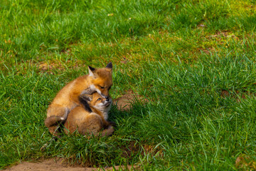 Red foxes hanging out near their den in New Jersey