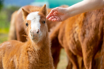 A human hand caresses a pony foal. Concept of trust in human beings