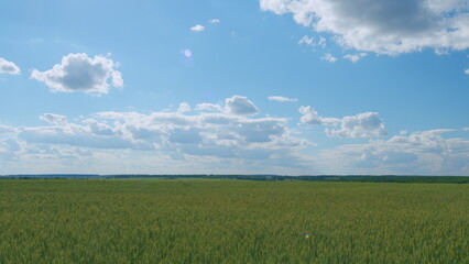 Natural background with growing rye. Green wheat field on sunny summer day with blue sky and white clouds. Wide shot.