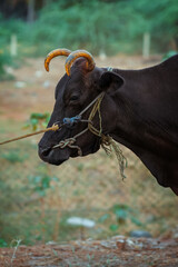 Black cow with Rope on face with Green Background