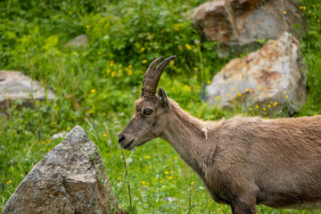 Ibex among the rocks. Maritime Alps Natural Park, ibexes graze the grass around a mountain lake near Entracque, Piedmont, Cuneo, Italy.
