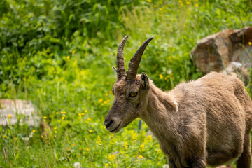 Naklejka na ściany i meble Ibex among the rocks. Maritime Alps Natural Park, ibexes graze the grass around a mountain lake near Entracque, Piedmont, Cuneo, Italy.