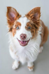 Close up portrait of a puppy isolated on white background