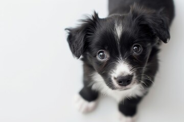 Close up portrait of a puppy isolated on white background