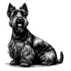 Cute Scottish Terrier dog in full-body, hand drawn sketch. Vector isolated on white background	