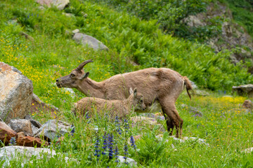 Baby ibex among the rocks. Maritime Alps Natural Park, ibexes graze the grass around a mountain lake near Entracque, Piedmont, Cuneo, Italy.