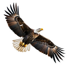 Fototapeta premium Soaring Eagle Illustration on White Background