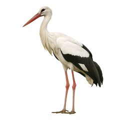 Strawberries and Flowers Clip Art Set in Artistic Style