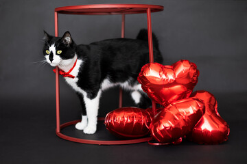 A cat with a red bow around its neck stands next to red inflatable layers on a black background