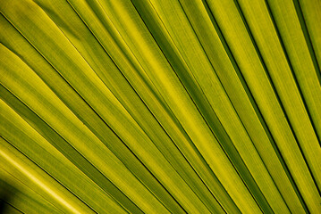 Green leaf, closeup of natural green leaf with texture used as wallpaper or natural background