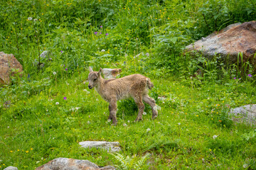 Baby ibex among the rocks, Maritime Alps Natural Park, ibexes graze the grass around a mountain lake near Entracque, Piedmont, Cuneo, Italy.