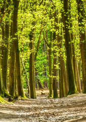Waldweg und blühende Bäume im Frühling