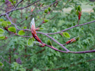 branch of a tree with leaf buds
