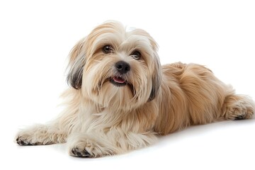 Young Pedigreed Lhasa Apso: Furry Long-Haired Dog Breed Portrait on White Background 